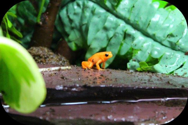 tiny frog
